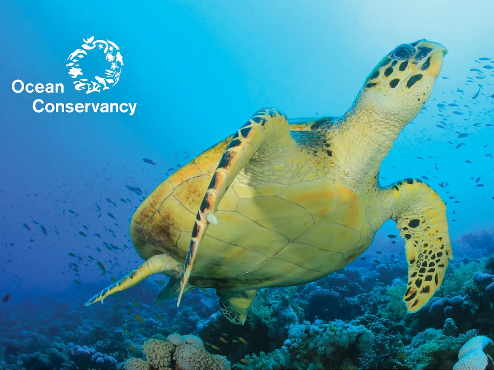 Ocean Conservancy: Program & Consortia Design